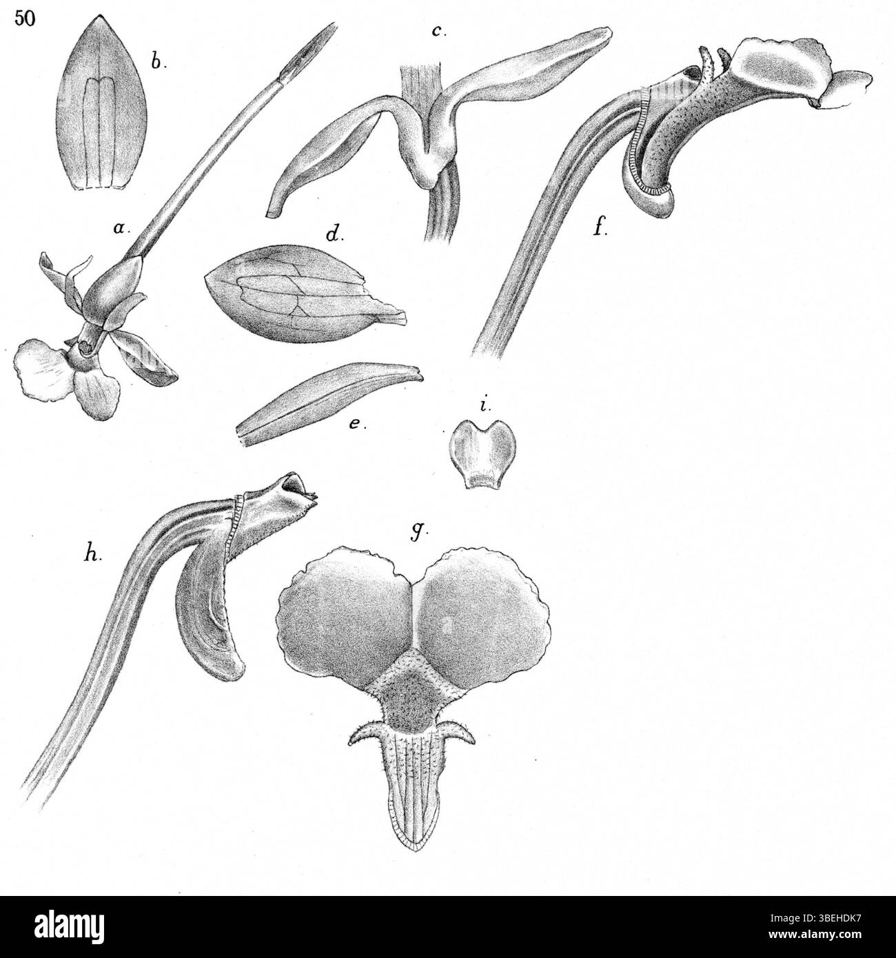 Cette illustration botanique de Johannes Jacobus Smith de 1929 représente *Dendrobium pseudoaprinum*, une espèce d'orchidée de Nouvelle-Guinée. L'œuvre d'art détaillée fait partie de la collection *Nova Guinea*, mettant l'accent sur les caractéristiques distinctes de cette orchidée particulière. Banque D'Images