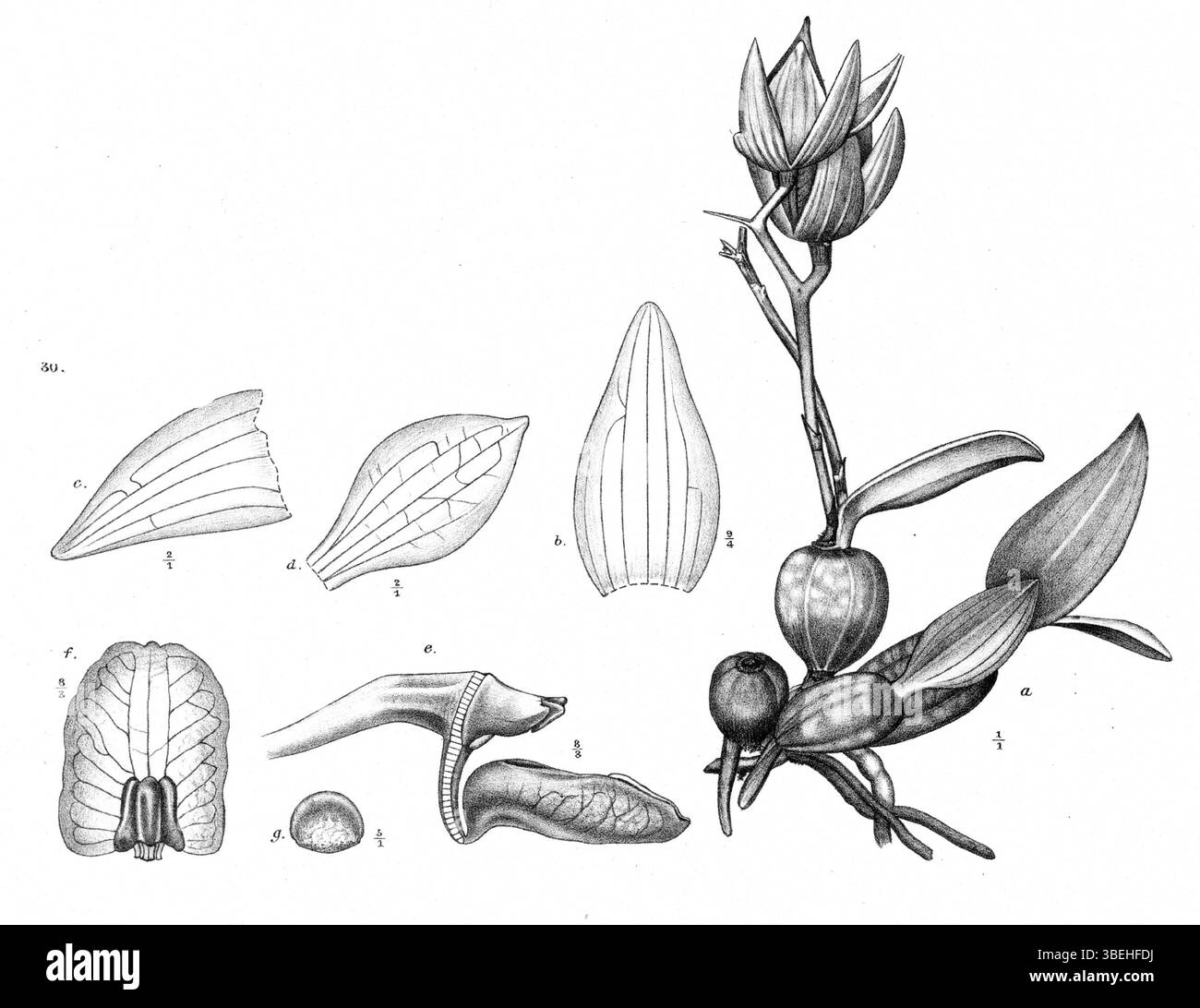 Cette illustration de Johannes Jacobus Smith de 1913 représente l'espèce d'orchidée Dendrobium simplex, originaire de Nouvelle-Guinée. La plaque montre les caractéristiques botaniques détaillées de la fleur, contribuant à l'étude des espèces végétales au début du XXe siècle. Banque D'Images
