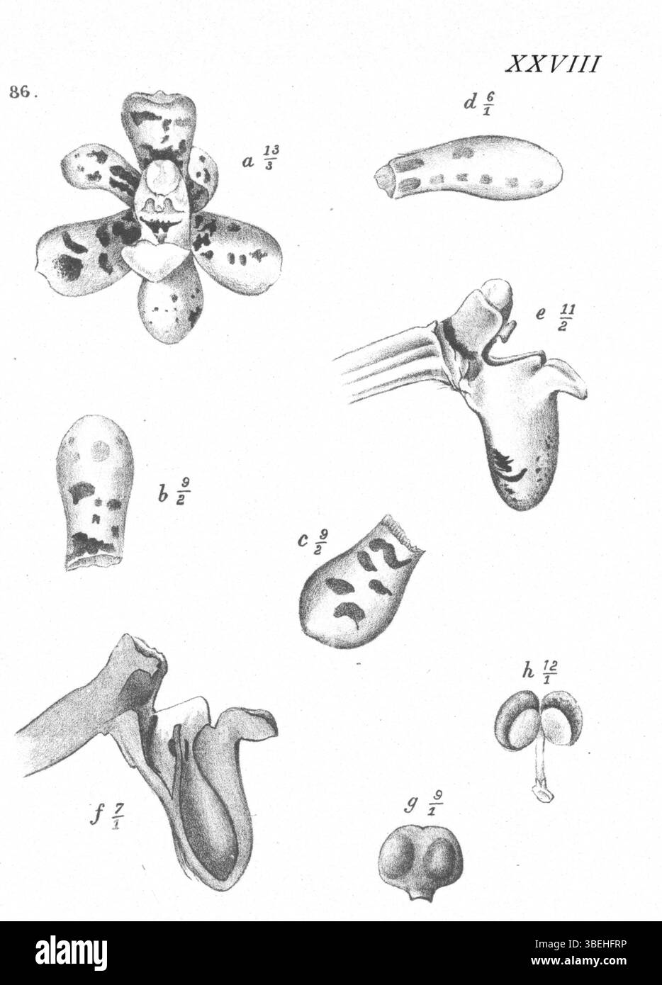 La référence botanique 'Pomatocalpa macphersonii' (F. Muell.) T.E. Hunt, précédemment connu sous le nom de Pomatocalpa incurvum, est représenté sur cette plaque de 1913. L'illustration, créée par Johannes Jacobus Smith, met en valeur les caractéristiques distinctives de la plante, contribuant ainsi aux études botaniques et à la classification. Banque D'Images