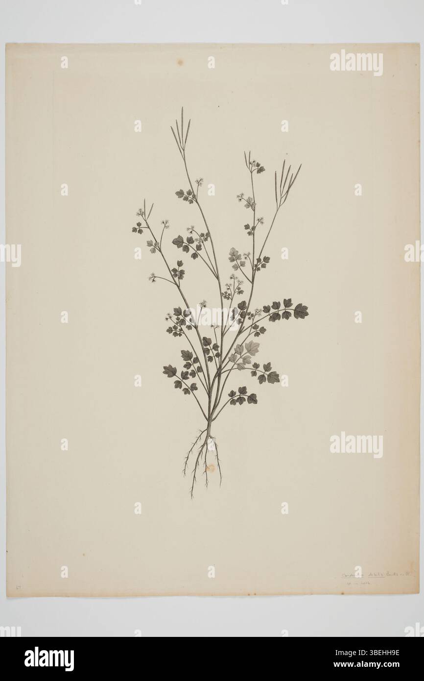 Gravure de *Cardamine debilis*, spécimen botanique recueilli lors des voyages en mer du Sud de l’Endeavour. Créée par Sydney Parkinson entre 1768 et 1771, l'illustration fait partie de la collection de peintures et dessins du musée d'Auckland. Banque D'Images