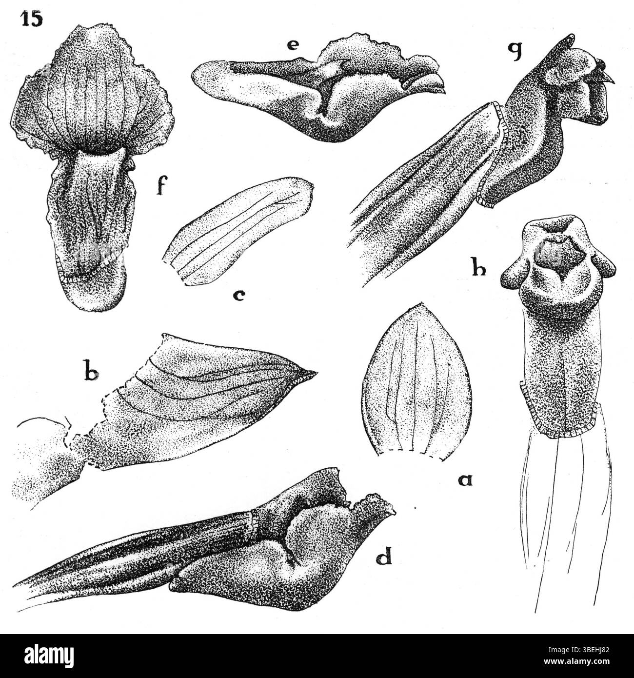 Agrostophyllum ventricosum, décrit par J.J. Smith en 1936, est une espèce d'orchidée originaire de Nouvelle-Guinée. L'illustration, présentée dans *Nouvelle Guinée*, planche 6, fig. 015, met en valeur les caractéristiques distinctes de cette plante, y compris sa structure florale complexe. Le travail de Smith demeure important pour comprendre la biodiversité de la région. Banque D'Images