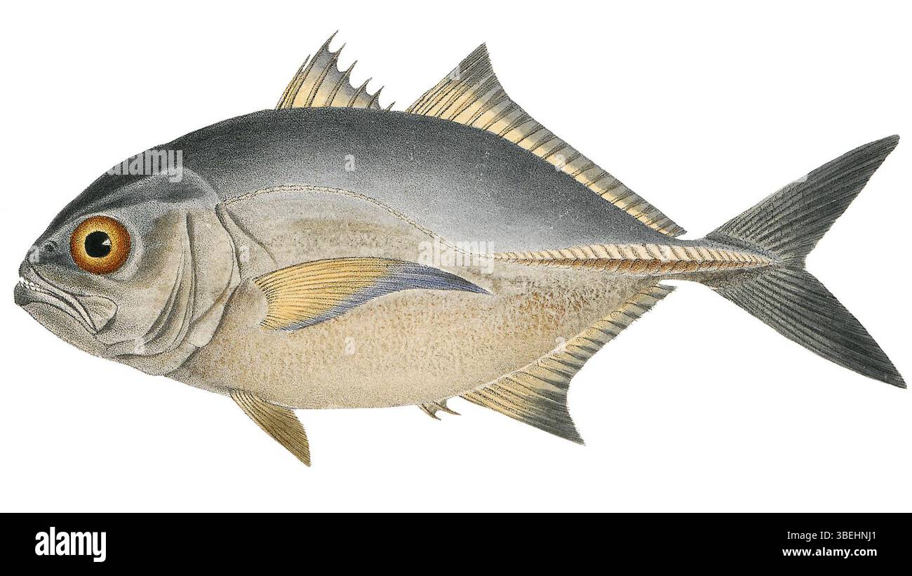 'Caranx latus' est une espèce de poisson, représentée dans des illustrations ou des études entre 1700 et 1880. Il est connu pour son corps robuste et sa large distribution dans les eaux tropicales et subtropicales, souvent étudiées pour son importance écologique. Banque D'Images