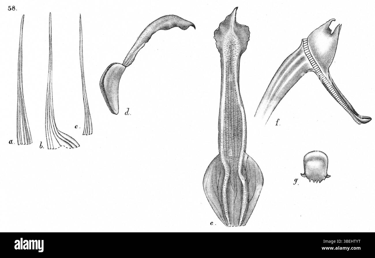 'Dendrobium schouteniense', une espèce d'orchidée, illustrée par Johannes Jacobus Smith en 1929. Cette illustration botanique montre la structure détaillée de la fleur, présentée dans le journal 'Nova Guinea'. Banque D'Images