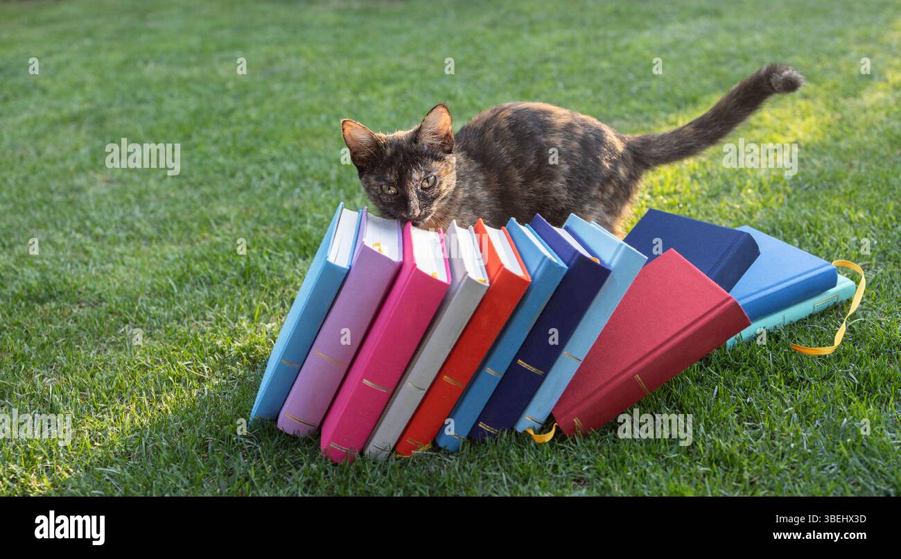 Drôle de chaton est assis sur beaucoup de livres colorés couchés sur l'herbe. Le chat aime la vie, l'humeur ludique. Le désir d'apprendre et de lire des livres Banque D'Images