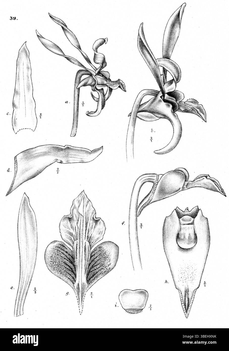 Cette illustration botanique de 1913 par Johannes Jacobus Smith représente Dendrobium strepsiceros, une espèce d'orchidée originaire de Nouvelle-Guinée, contribuant à la compréhension scientifique des orchidées au début du XXe siècle. Banque D'Images