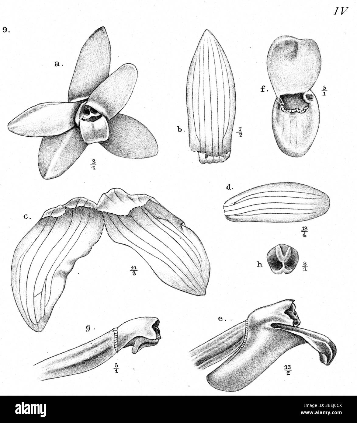 Cette illustration botanique de 'Nouvelle Guinée' montre Glomera goliathensis, une espèce de plante décrite par Johannes Jacobus Smith en 1913, dans le cadre de ses recherches botaniques. Banque D'Images