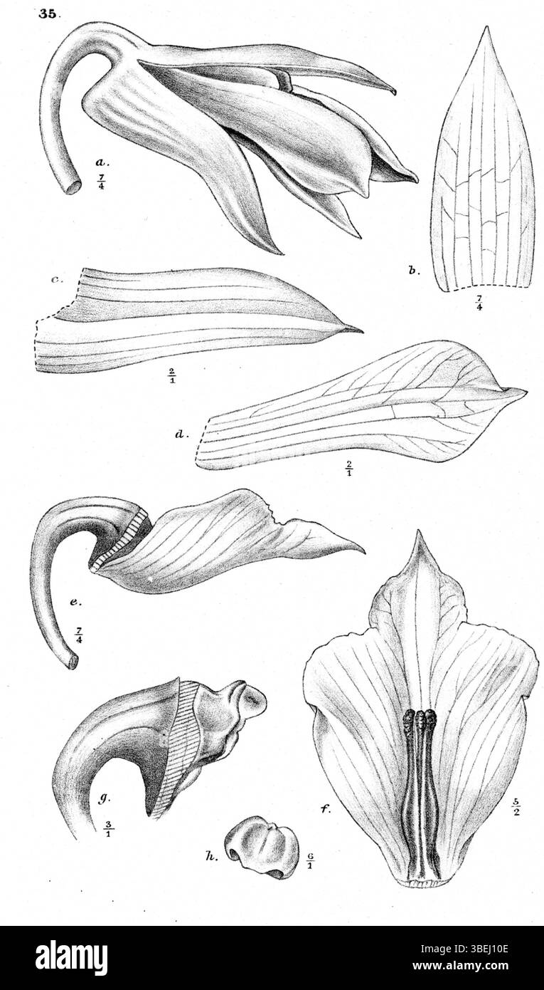 Cette illustration du Dendrobium montis-yulei (anciennement Dendrobium terrestre) de Johannes Jacobus Smith, présenté dans 'Nova Guinea' en 1913, capture les caractéristiques uniques de cette espèce d'orchidée, originaire de Papouasie-Nouvelle-Guinée. Banque D'Images