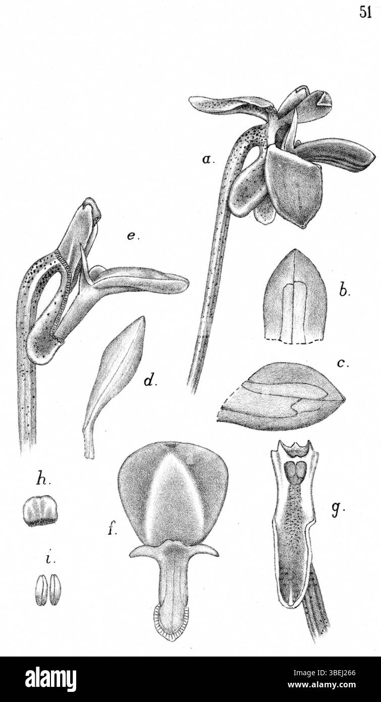 L’illustration de *Dendrobium remotisepalum*, créée par Johannes Jacobus Smith en 1929, met en valeur les particularités de cette espèce d’orchidée originaire de Nouvelle-Guinée. Il fait partie de la série botanique *Nova Guinea*. Banque D'Images