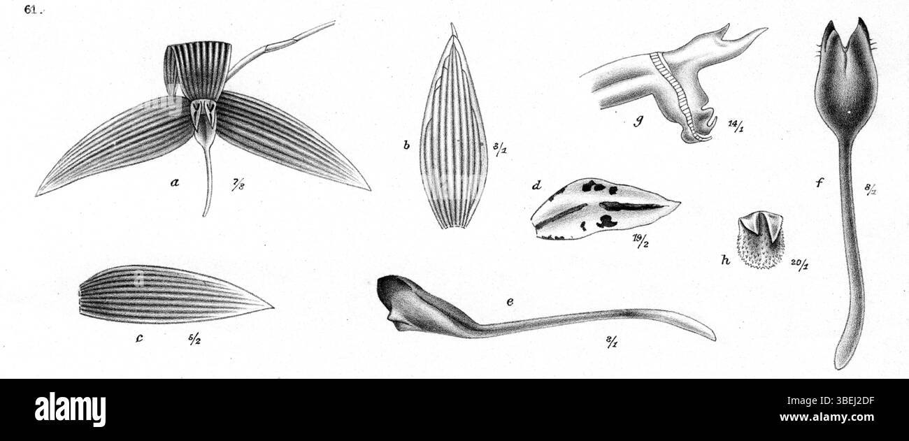 Illustration scientifique de Bulbophyllum zebrinum par Johannes Jacobus Smith, publiée en 1913, montrant les détails de cette espèce d'orchidée. Banque D'Images