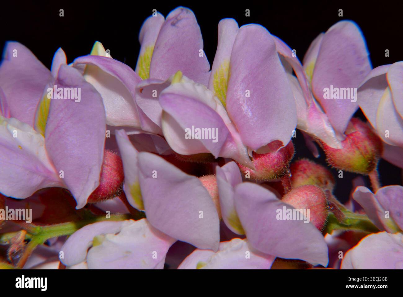 Gros plan d'une fleur de criquet mou, Robinia viscosa Banque D'Images