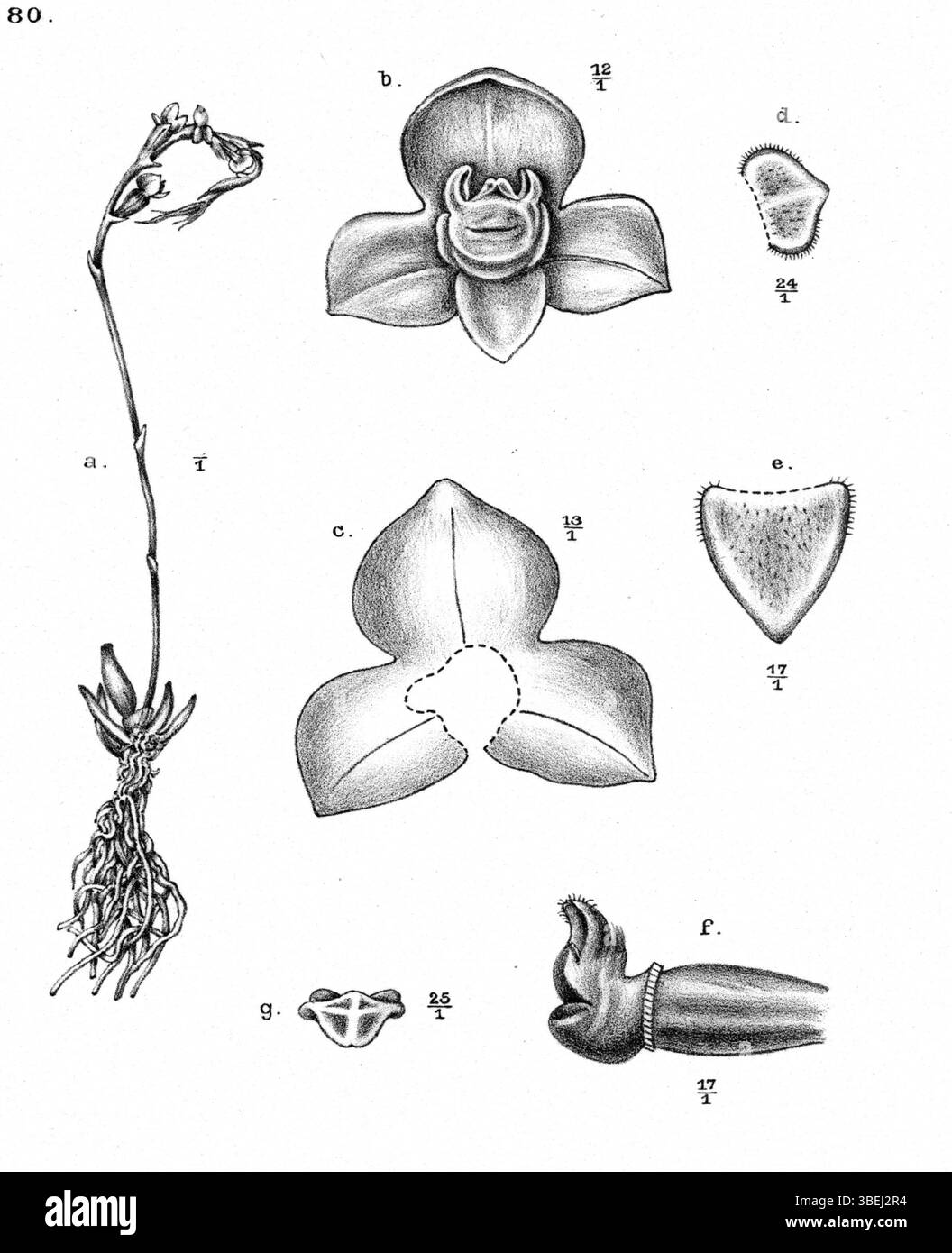 Octarrhena goliathensis, une espèce décrite par Johannes Jacobus Smith en 1913, est représentée dans cette illustration détaillée de la revue *Nova Guinea*. Le dessin présente les caractéristiques distinctes de la plante, importantes pour la recherche botanique sur la flore indigène de Nouvelle-Guinée. Banque D'Images