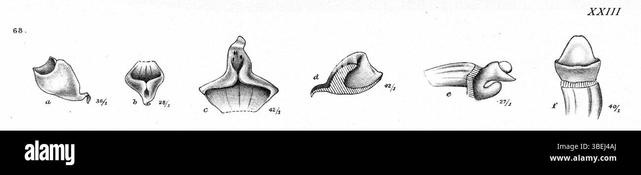 *Bulbophyllum stipulaceum*, précédemment classé *Bulbophyllum pelma*, est montré dans cette plaque botanique de 1913 de Johannes Jacobus Smith, qui fait partie de la série *Nova Guinea* axée sur les espèces d'orchidées de Nouvelle-Guinée. Banque D'Images