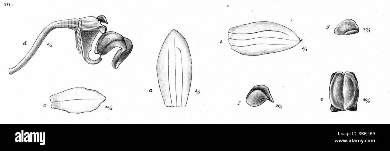 Cette illustration botanique de *Bulbophyllum cylindrobulbum*, anciennement connu sous le nom de *Bulbophyllum remotum*, a été créée par Johannes Jacobus Smith en 1913 dans le cadre de sa série *Nova Guinea* sur les orchidées. Banque D'Images