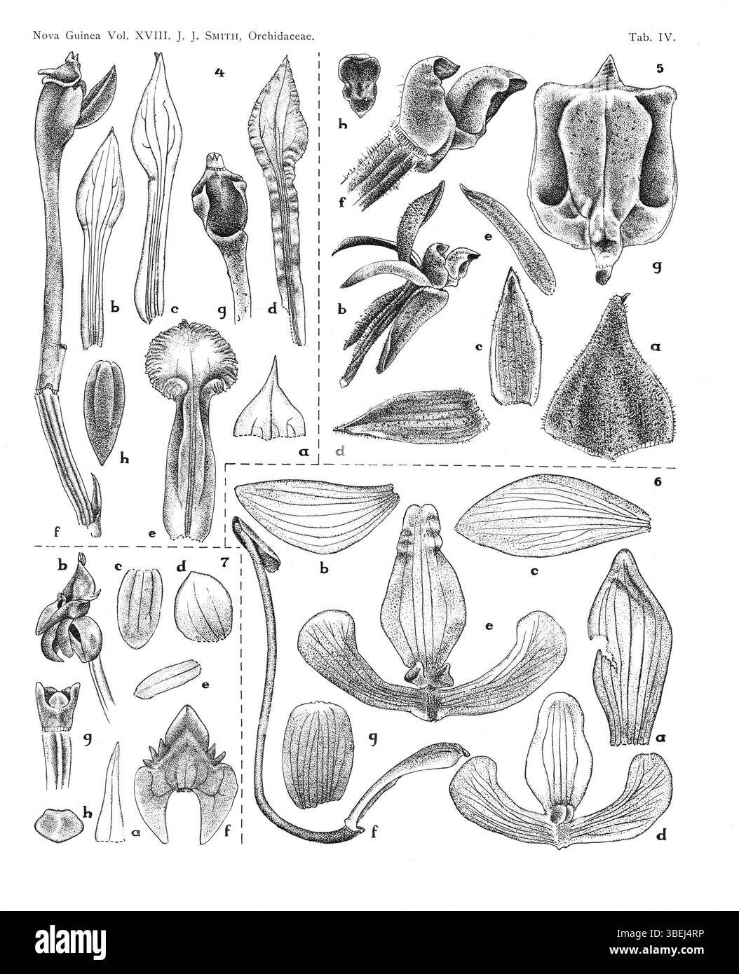 Cette page de la série botanique 'Nova Guinea' (1936) présente Corymborkis veratrifolia, Plocoglottis lacuum, Spathoglottis doctersii et Crepidium protractum, toutes espèces de la famille des orchidées présentes en Papouasie-Nouvelle-Guinée. Banque D'Images
