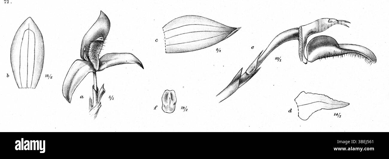 Cette illustration de 1913 par Johannes Jacobus Smith met en valeur l'espèce d'orchidée Bulbophyllum goliathense. La plaque détaillée comprend des représentations des différentes parties de la plante telles que les sépales, les pétales, le labellum et le gynostemium. Banque D'Images