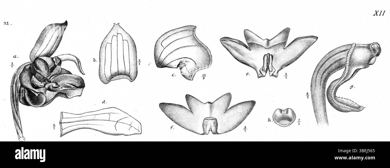 *Dendrobium uncipes*, une espèce d'orchidée illustrée par Johannes Jacobus Smith en 1913, est présentée dans la revue *Nova Guinea*. L'illustration détaillée montre la structure unique de l'orchidée, contribuant à l'étude des orchidées et des espèces végétales au début du XXe siècle. Banque D'Images