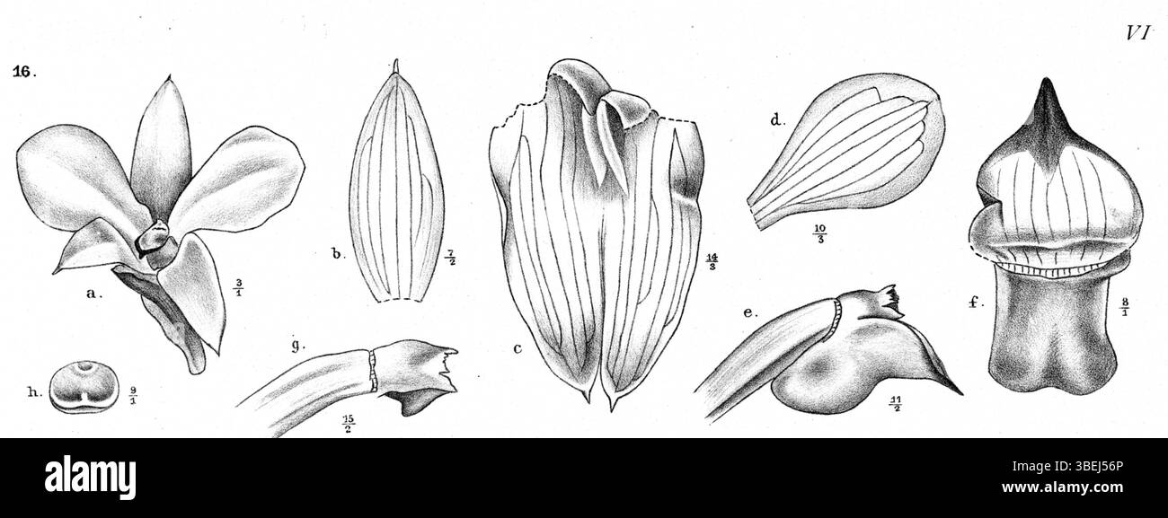 *Glomera acuminata* est une espèce de Nouvelle-Guinée représentée dans une illustration botanique de Johannes Jacobus Smith, publiée dans *Nouvelle-Guinée* 12(1) en 1913. Cette espèce présente des feuilles acuminées (effilées) et des fleurs typiques du genre Glomera. Banque D'Images