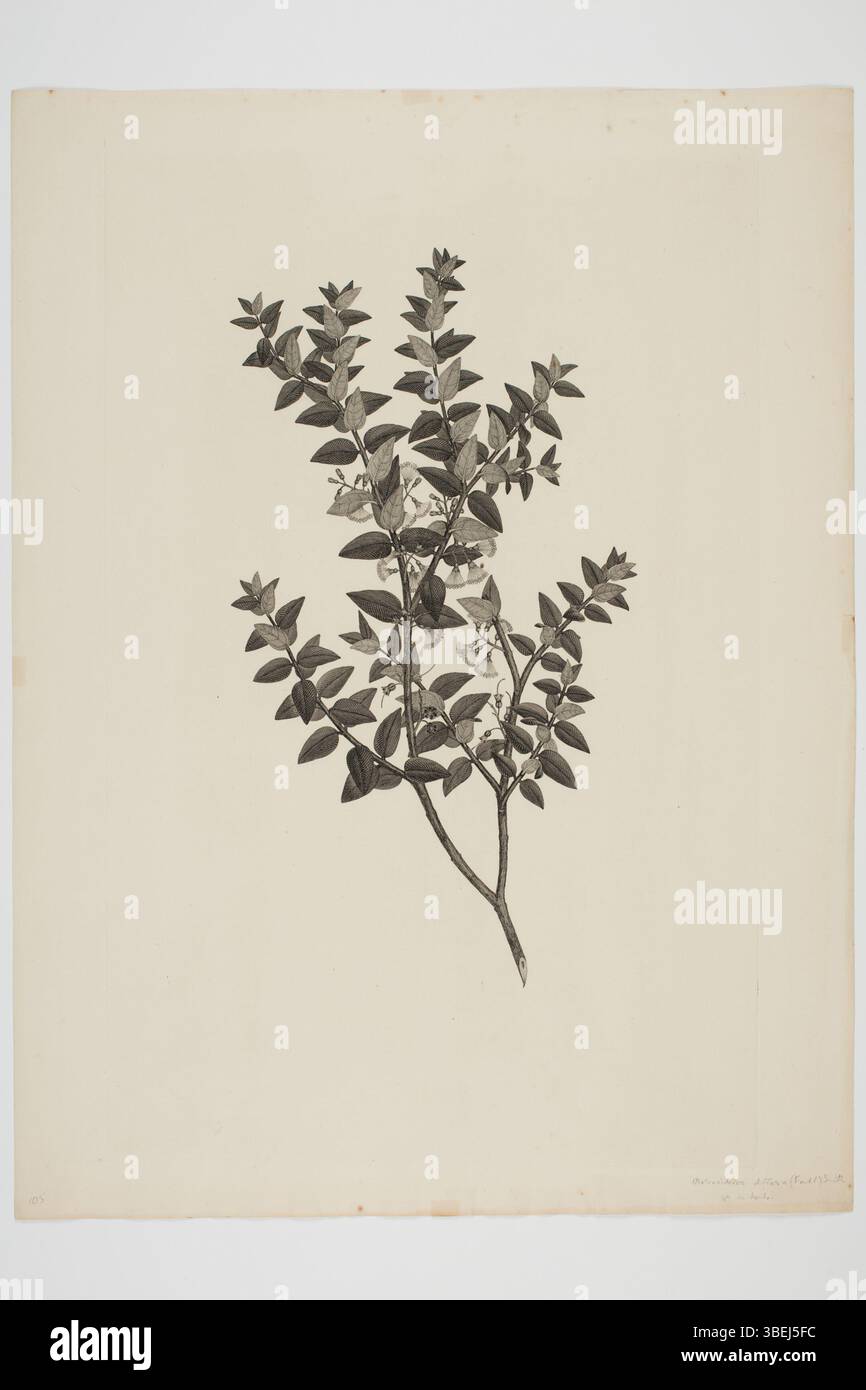 Gravure du XVIIIe siècle de Sydney Parkinson montrant Metrosideros diffusa, basée sur un spécimen recueilli par Banks et Solander pendant le voyage Endeavour, créé à l'encre sur papier. Banque D'Images