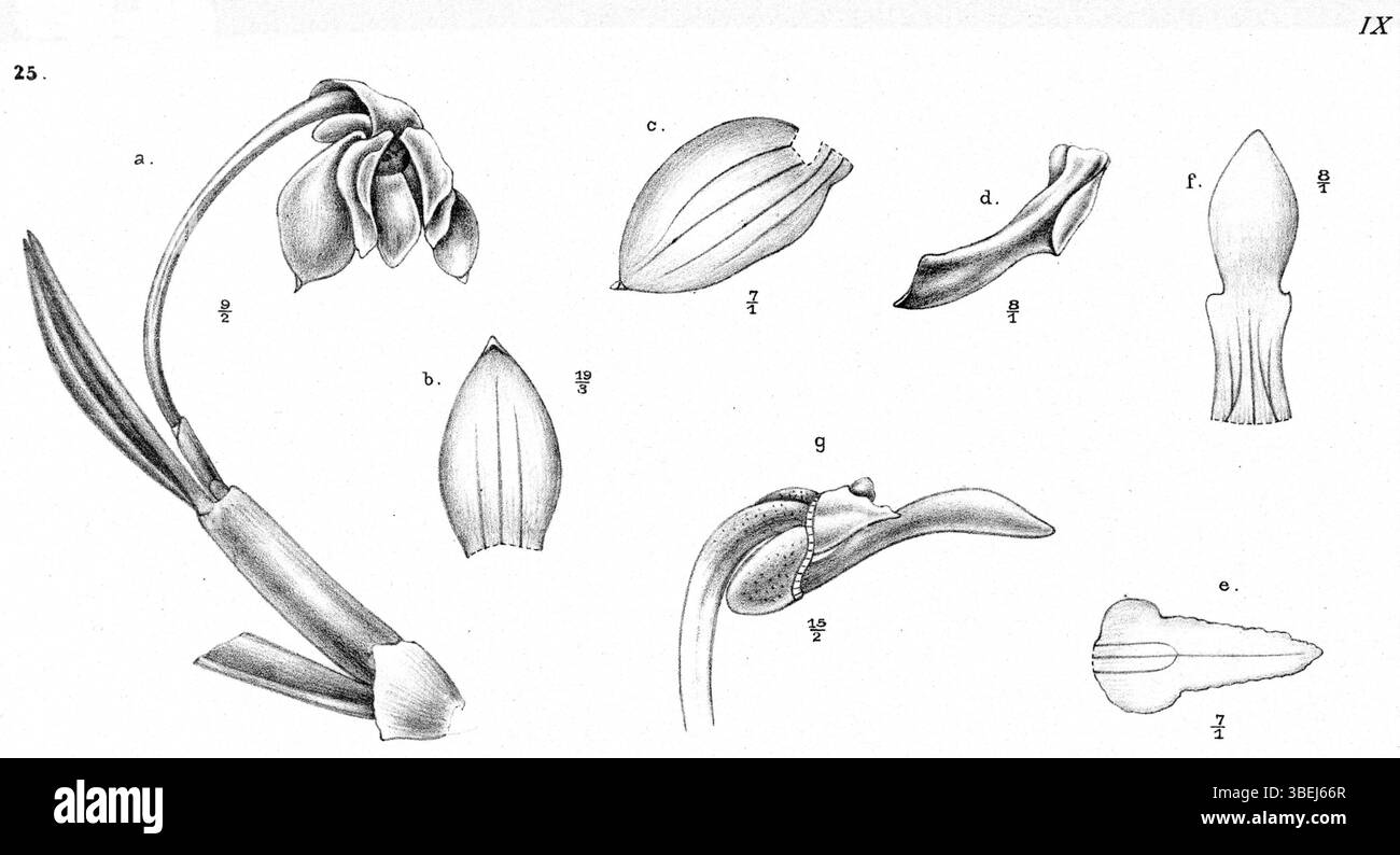 Cette illustration botanique de Johannes Jacobus Smith (1867–1947) représente *Dendrobium chamaephytum*, précédemment classé *Dendrobium subhastatum*. L'espèce est originaire de Nouvelle-Guinée et apparaît dans la publication de 1913 *Nova Guinea* dans le cadre d'une série présentant des plantes tropicales. L'illustration est méticuleusement détaillée pour mettre en évidence ses caractéristiques distinctives. Banque D'Images