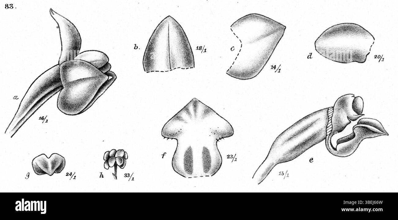 Phreatia dulcis, une espèce d'orchidée identifiée par J.J. Smith en 1913, est illustrée dans ce dessin botanique de *Nouvelle Guinée*. L'œuvre d'art présente les caractéristiques détaillées de la plante, soutenant la poursuite des recherches sur les espèces d'orchidées. Banque D'Images