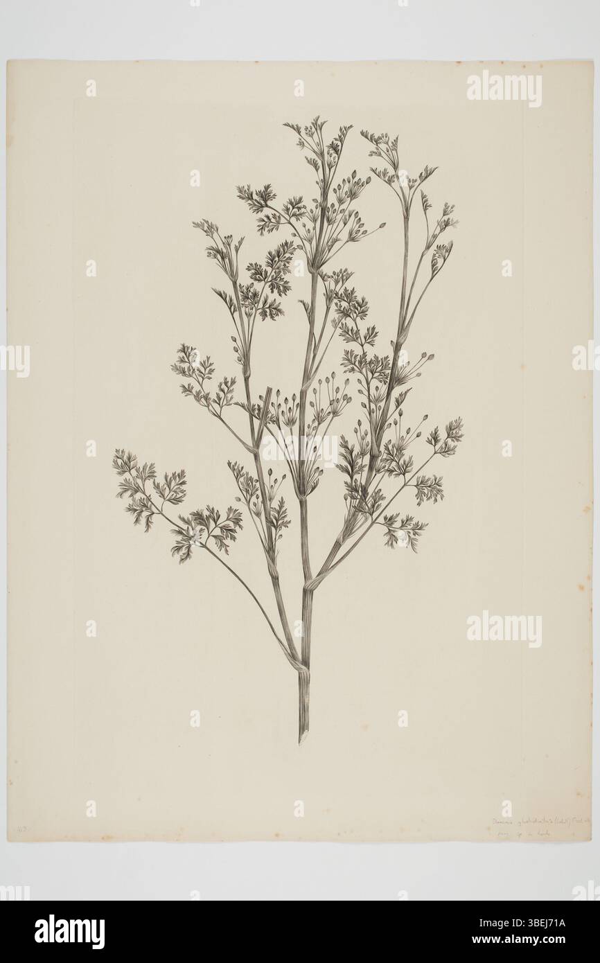 Gravure de Sydney Parkinson de Daucus glochidiatus, un spécimen botanique recueilli entre 1768 et 1771 pendant le voyage en mer du Sud à bord de l'Endeavour. L'estampe fait partie de la collection du musée d'Auckland et présente des illustrations botaniques imprimées à l'encre sur papier. Banque D'Images