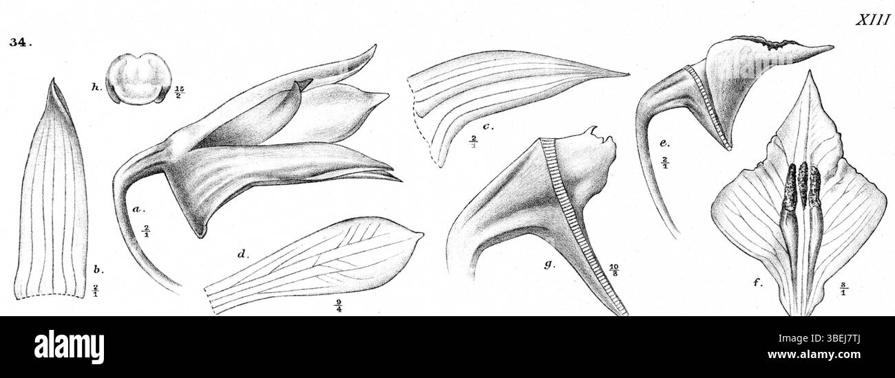 Cette illustration botanique, tirée de l'ouvrage de Johannes Jacobus Smith 'Nova Guinea', montre Dendrobium rigidifolium (anciennement Dendrobium rhomboglossum) en 1913. Il s'agit d'une représentation détaillée de cette espèce d'orchidée, mettant en évidence sa structure et ses caractéristiques uniques dans son habitat indigène. Banque D'Images