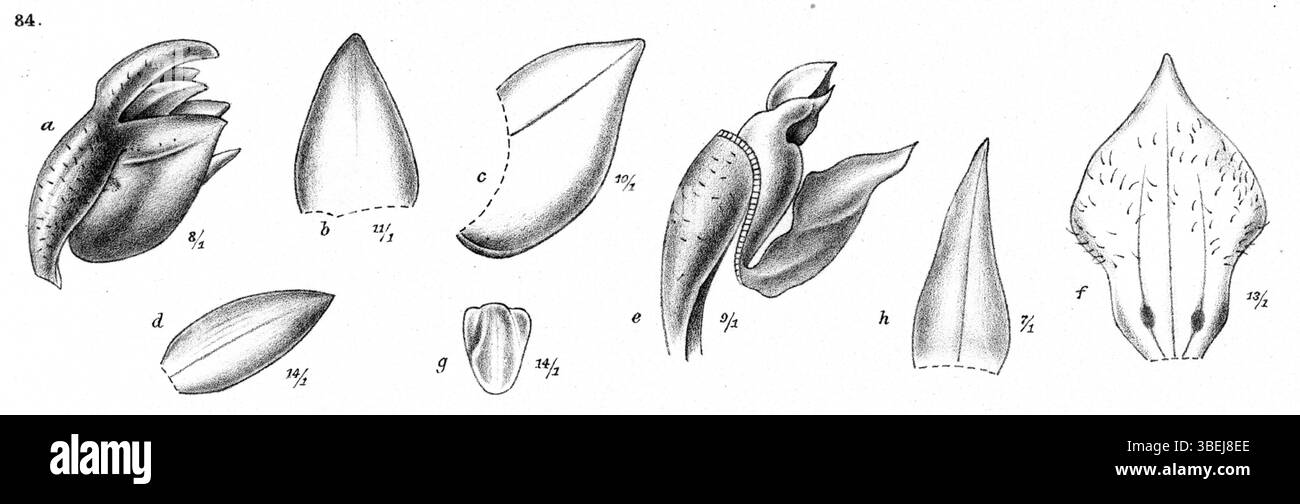 Phreatia scandens, identifiée par J.J. Smith en 1913, est illustrée en *Nouvelle Guinée*. Le dessin botanique détaillé capture les caractéristiques clés de cette espèce d'orchidée, précieuse pour la recherche et la taxonomie des orchidées. Banque D'Images