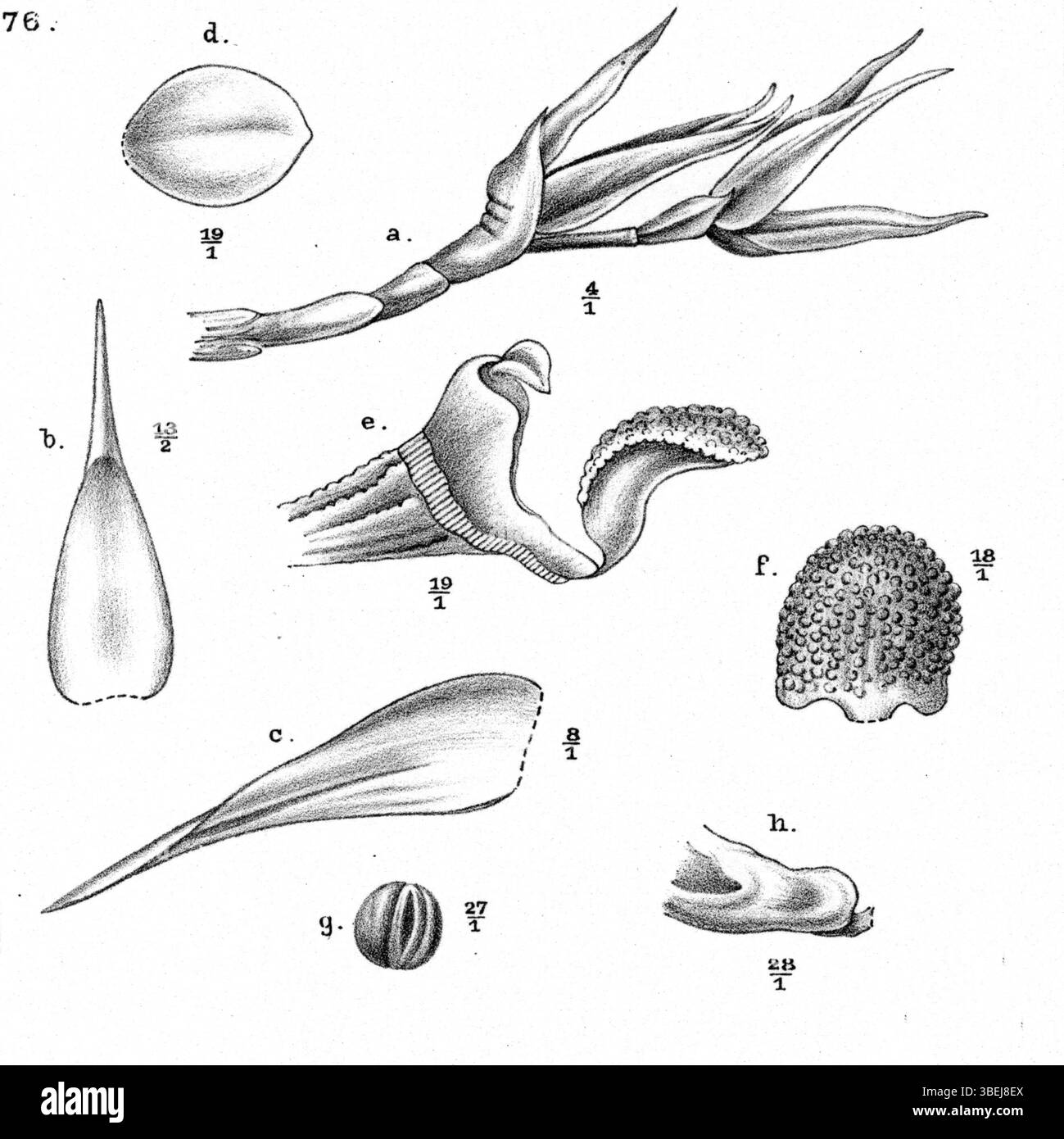 Cette illustration botanique de Johannes Jacobus Smith de la série *Nouvelle Guinée* de 1913 montre *Bulbophyllum colliferum*, une orchidée originaire de la région de Nouvelle Guinée. Banque D'Images