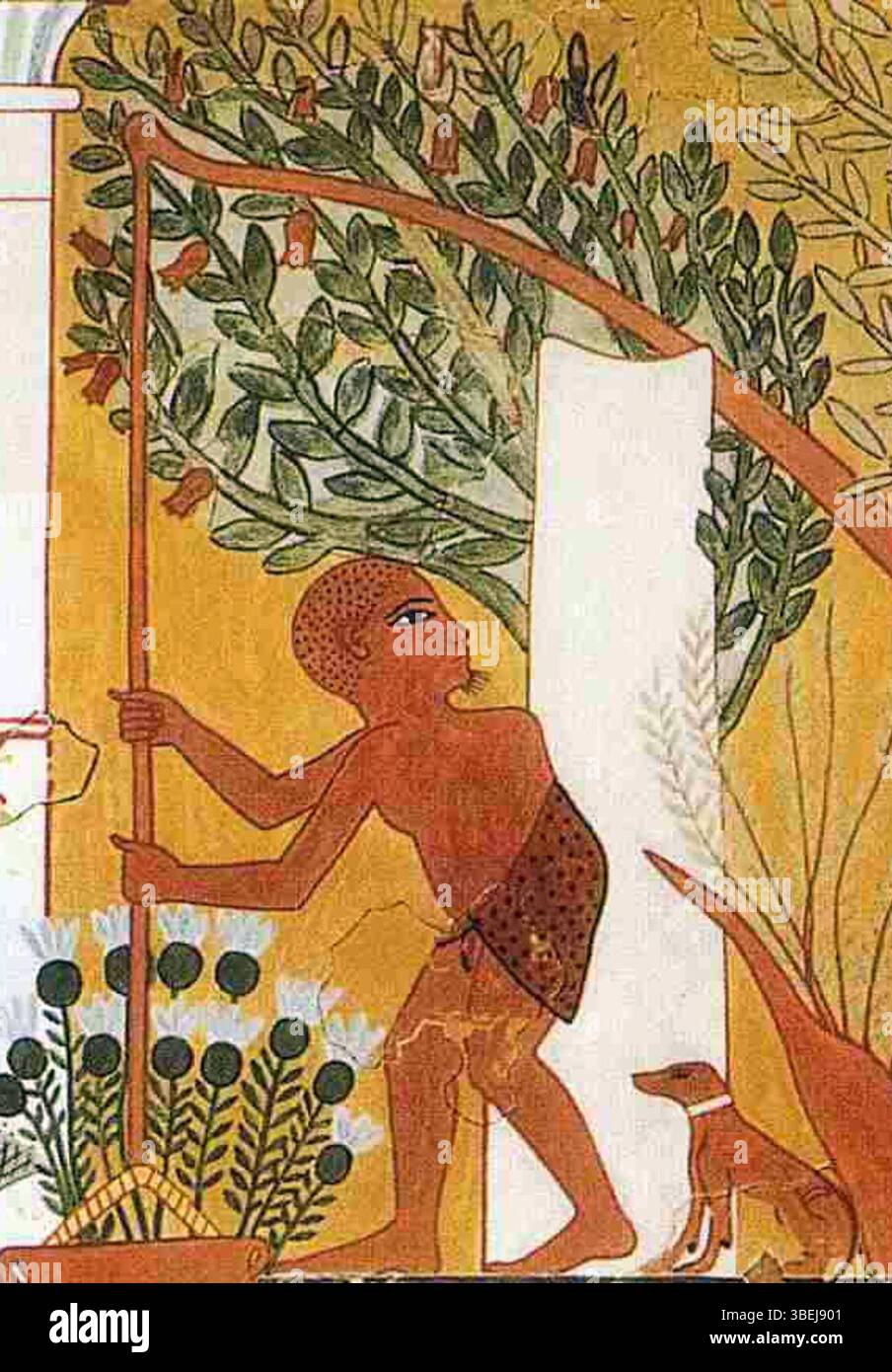 La scène de la tombe d'Ipuy montre un jardinier utilisant un ombrage pour irriguer des plants de granatum Punica (grenade), donnant un aperçu des anciennes pratiques agricoles en Égypte. Banque D'Images
