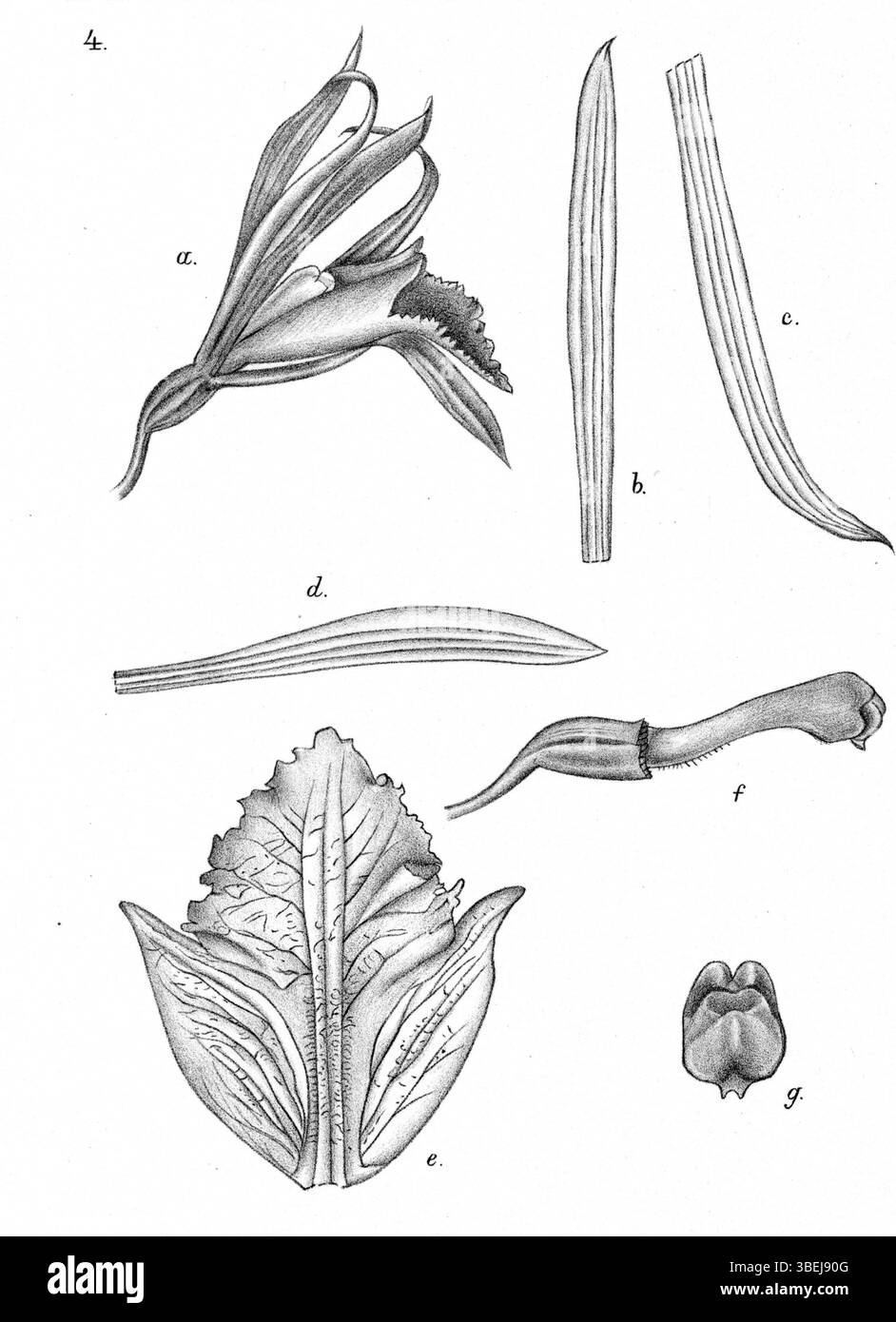 Cette illustration de 1929 de Johannes Jacobus Smith présente Nervilia macrophylla, une espèce d'orchidée de la région de Nouvelle-Guinée, contribuant à la recherche sur les orchidées. Banque D'Images