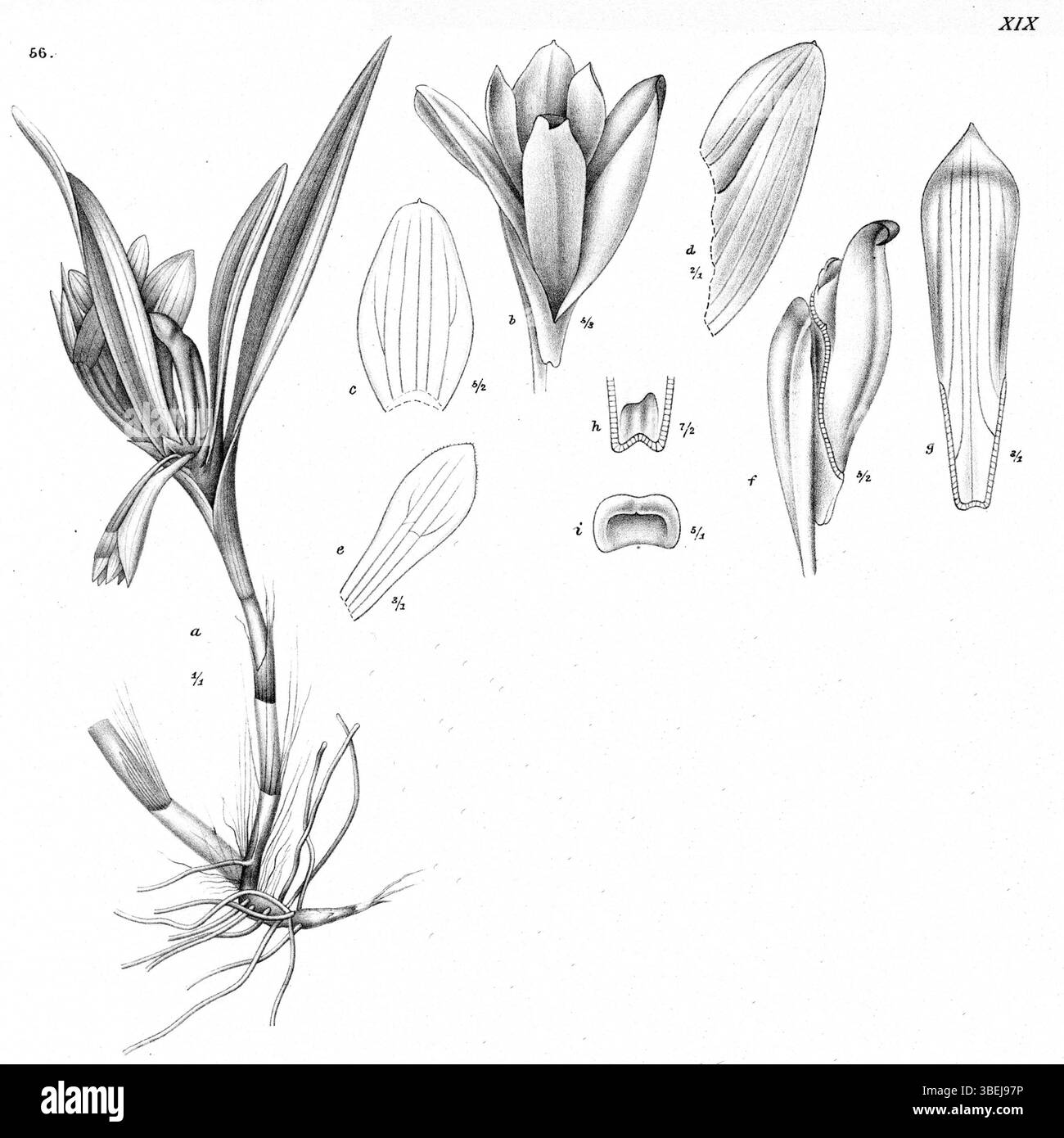 L'illustration de Johannes Jacobus Smith de 1913 présente *Dendrobium vexillarius var. Retroflexum*, une variété de *Dendrobium retroflexum*, une espèce d'orchidée de Nouvelle-Guinée. L'image fait partie de la série *Nova Guinea* documentant les orchidées locales. Banque D'Images