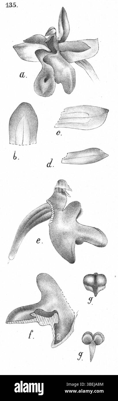 Illustration de Cleisostoma firmulum, précédemment connu sous le nom de Sarcanthus decurvicalcar, une espèce d'orchidée de Nouvelle-Guinée. Publié en 1929 par Johannes Jacobus Smith en Nouvelle-Guinée, planche 83 figure 135. Banque D'Images