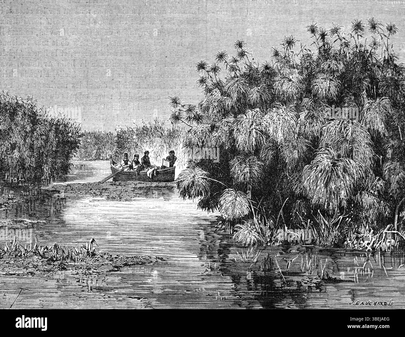 Papyrus, Cyperus papyrus, poussant le long des rives de la rivière Ciane dans la réserve naturelle de Fiume Ciane et Saline di Syracuse, Sicile, Italie. Gravure vintage ou historique ou illustration 1866 Banque D'Images