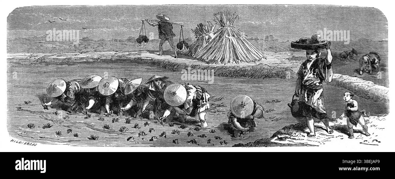 Plantation de riz ou culture de riz dans les rizières ou les rizières au Japon. Gravure vintage ou historique ou illustration 1866 Banque D'Images