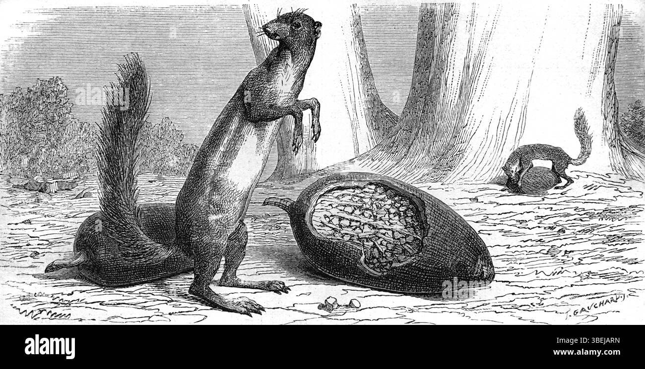 Écureuil mangeant des fruits de Baobab, espèces d'Adansonia, ou fruit de Baobab au Soudan Afrique. Gravure vintage ou historique ou illustration 1866 Banque D'Images