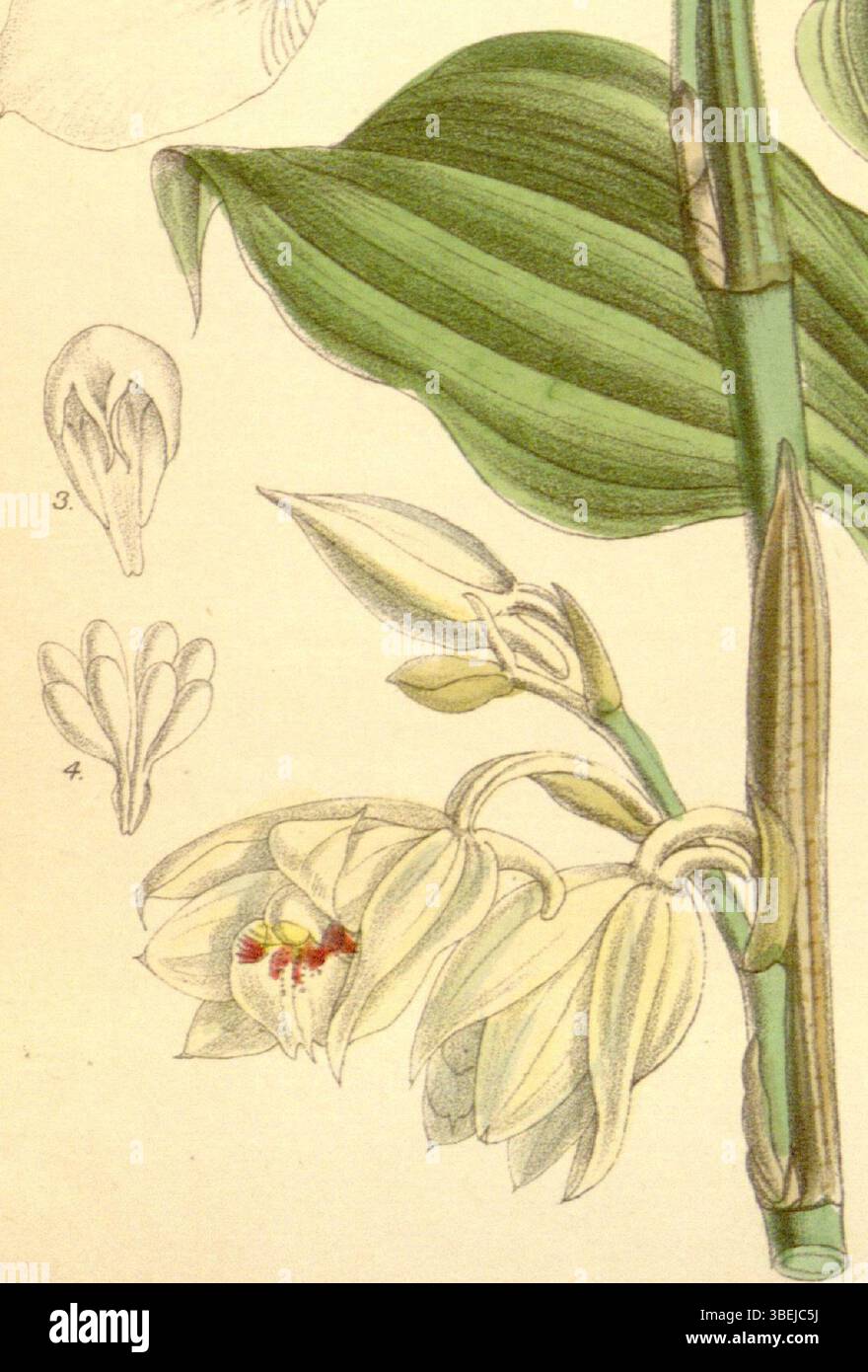 Illustration de Phaius pauciflorus, également orthographié Phajus pauciflorus par Joseph Dalton Hooker en 1889, montrant une représentation détaillée de Matilda Smith avec une lithographie de John Nugent Fitch. Cette plante, connue pour ses grandes fleurs distinctives, fait partie de la famille des Orchidaceae. Banque D'Images