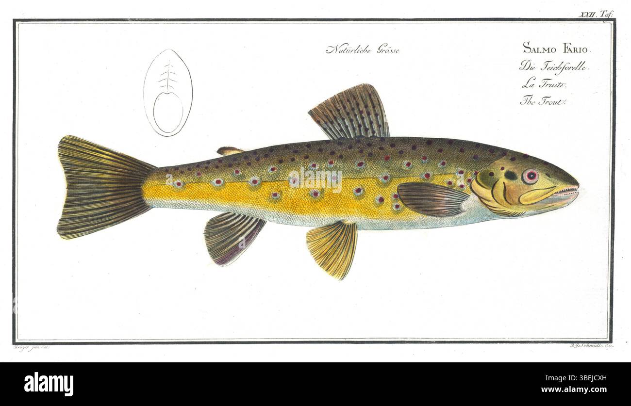 Bloch TAF 22, de la collection 1784 de Marcus Elieser Bloch, documente davantage la diversité des espèces de poissons dans les milieux marins. Les représentations détaillées et précises de Bloch ont contribué de manière significative à l'étude de l'ichtyologie et de la biologie marine au XVIIIe siècle. Banque D'Images