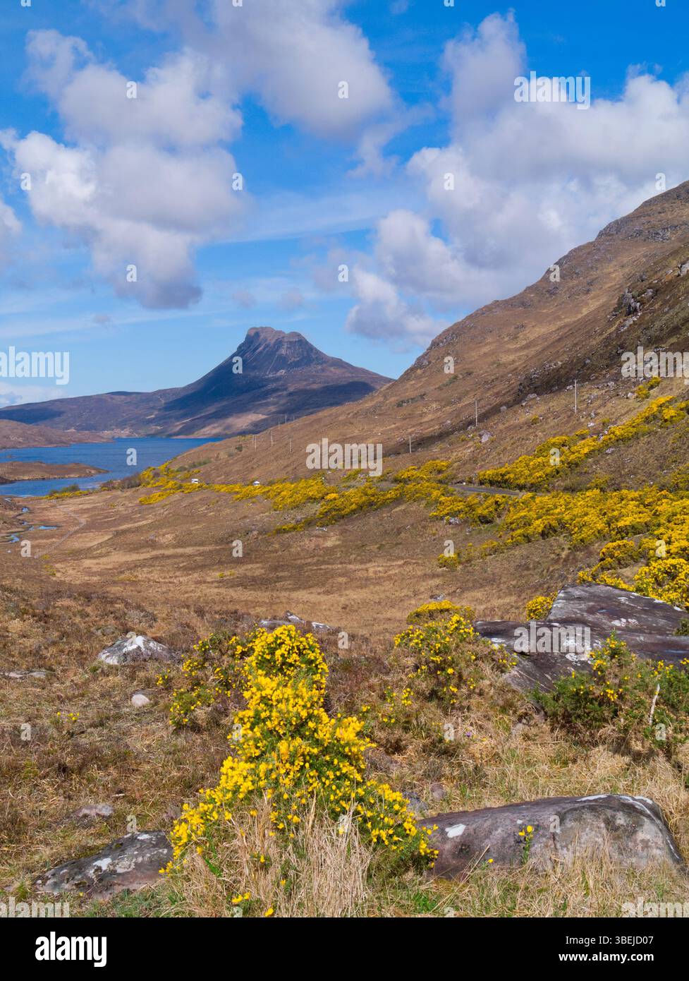 Inverpolly au printemps avec gorse de floraison, Highland Écosse Banque D'Images