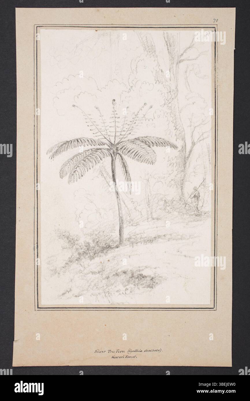 Ce dessin botanique de William John Swainson, créé entre 1840 et 1850, représente diverses espèces d'arbres principalement originaires de Nouvelle-Zélande. Le dessin est rendu au crayon sur papier et fait partie de la collection de peintures et de dessins du musée d'Auckland. La taille de l'œuvre varie. Banque D'Images