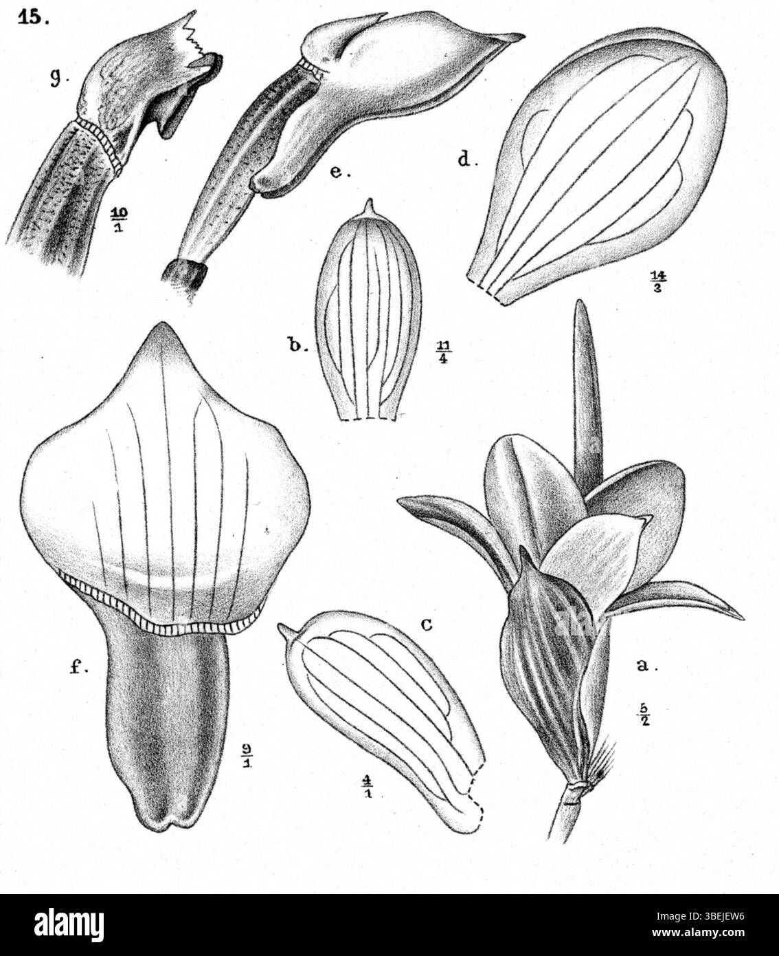 Une représentation de *Glomera terrestris*, une espèce de Nouvelle-Guinée décrite par Johannes Jacobus Smith dans *Nova Guinea* 12(1), 1913. Connue pour son habitude de croissance terrestre, cette plante fait partie de la famille des orchidées. Banque D'Images