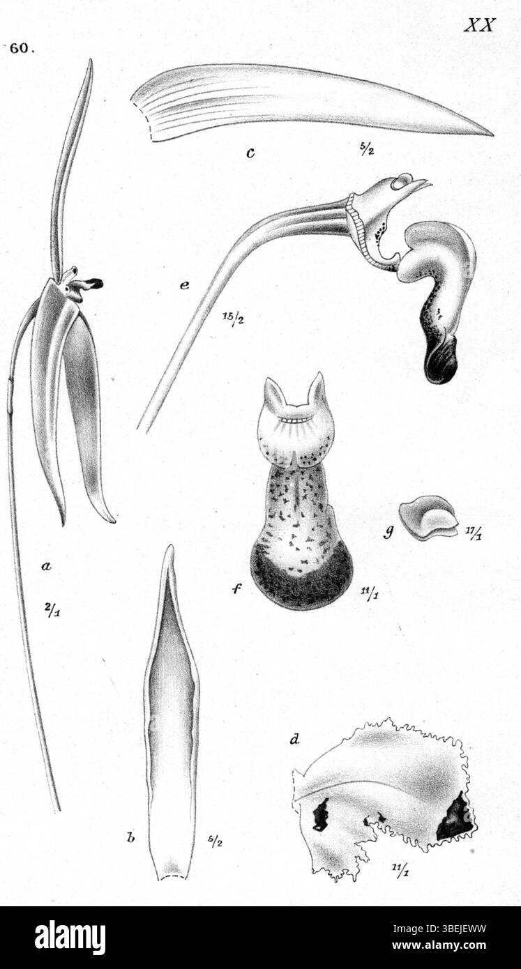 Cette image représente l'espèce d'orchidée *Bulbophyllum quadrangulare* décrite par Johannes Jacobus Smith en 1913. La planche 20 de la *Nouvelle-Guinée* montre une illustration détaillée de la plante, une partie des recherches botaniques approfondies de Smith au début du XXe siècle. Smith était connu pour ses études sur les orchidées et autres flores dans la région de Nouvelle-Guinée. Banque D'Images