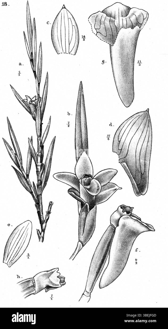 Une illustration de *Glomera saccosepala*, une espèce végétale décrite par Johannes Jacobus Smith dans *Nova Guinea* 12(1), 1913. Il est connu pour ses caractéristiques florales distinctives et son aire de répartition indigène en Nouvelle-Guinée. Banque D'Images