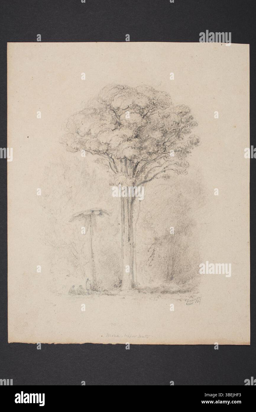 Ce dessin botanique de William John Swainson, daté entre 1840 et 1850, présente diverses espèces d'arbres principalement originaires de Nouvelle-Zélande. Le dessin, réalisé au crayon sur papier, mesure 258 mm x 208 mm, fait partie de la collection de peintures et dessins du Musée d’Auckland et représente l’histoire naturelle de la flore néo-zélandaise. Banque D'Images