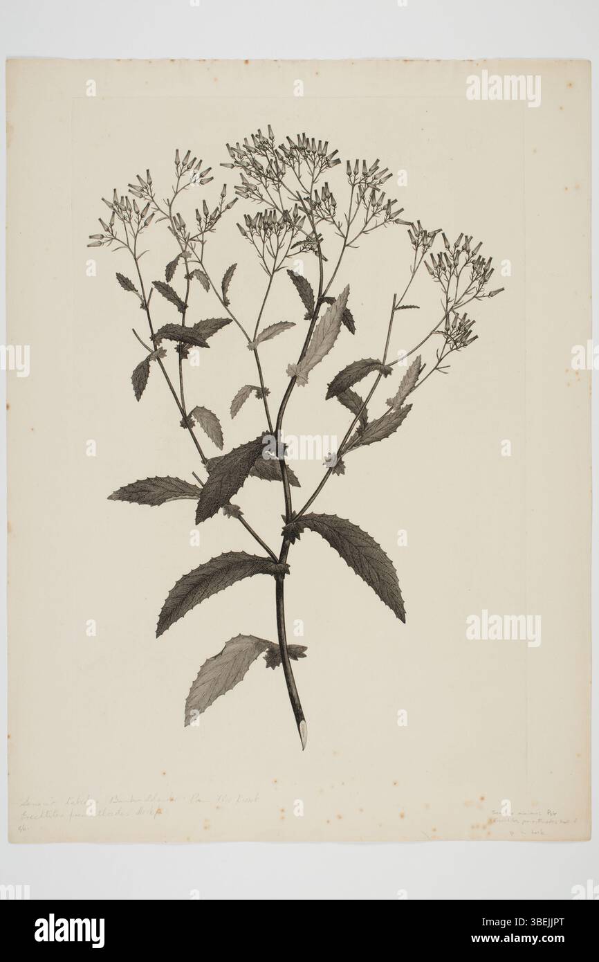 La gravure de Sydney Parkinson de Senecio minimus, un spécimen de plante récolté lors des voyages en mer du Sud de Joseph Banks et Daniel Solander à bord de l'Endeavour de 1768 à 1771. L'estampe fait partie de la collection du musée d'Auckland et présente le spécimen botanique sur encre et papier. Banque D'Images