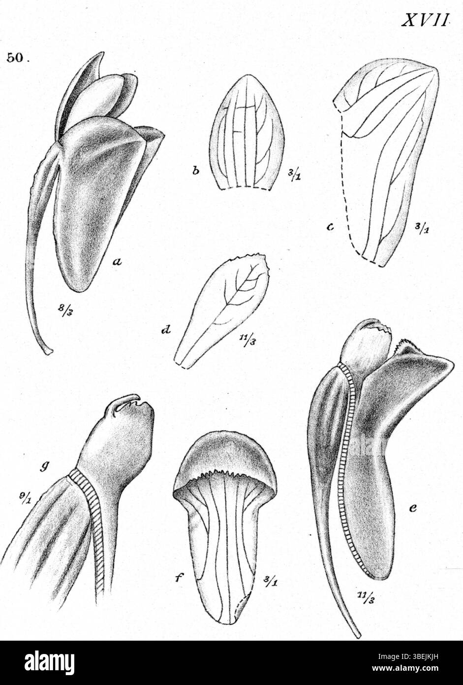 *Dendrobium calyptratum*, illustré par Johannes Jacobus Smith en 1913, est une espèce d'orchidée de Nouvelle-Guinée. L’illustration détaille la forme distinctive de la fleur et fait partie d’une collection plus large d’œuvres botaniques sur la flore de la région. Banque D'Images