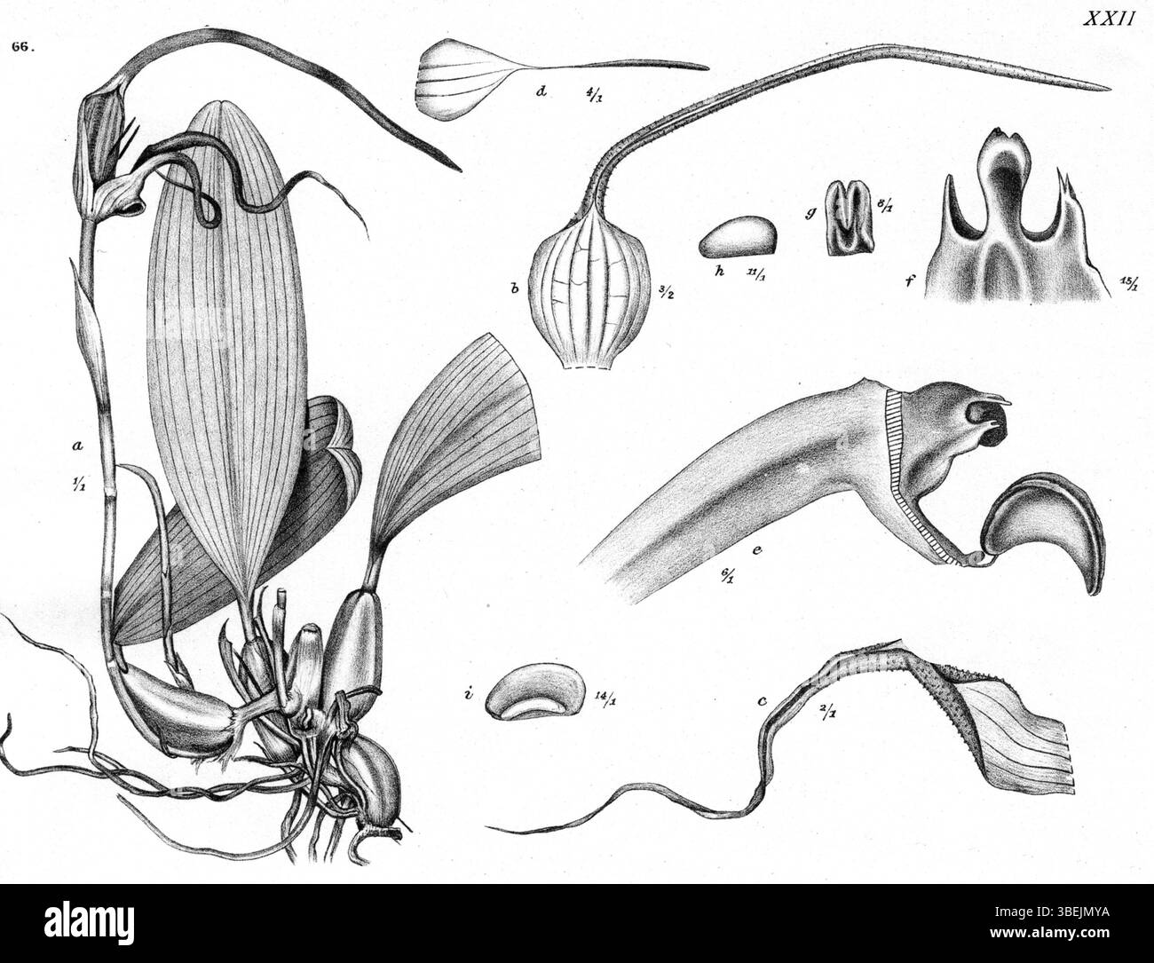 Bulbophyllum trachyanthum, une espèce identifiée par Johannes Jacobus Smith en 1913, est représentée dans la série botanique de Nouvelle-Guinée. Cette illustration montre ses caractéristiques distinctives. Banque D'Images