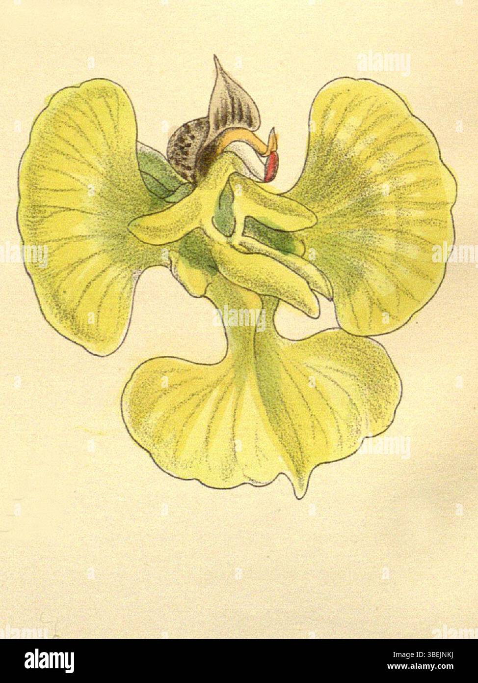 Cette illustration de 1894 du magazine Botanical de Curtis présente l'espèce d'orchidée *Erycina echinata*. Créé par Matilda Smith et lithographié par John Nugent Fitch, il met en valeur les caractéristiques distinctives de la plante telles que décrites par Joseph Dalton Hooker. Banque D'Images
