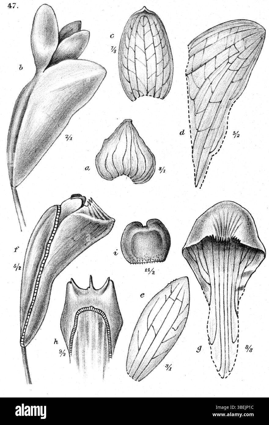 Cette illustration botanique de 1913 par Johannes Jacobus Smith montre *Dendrobium conicum*, une espèce d'orchidée de Nouvelle-Guinée, planche 16 de la série *Nouvelle-Guinée*. Banque D'Images