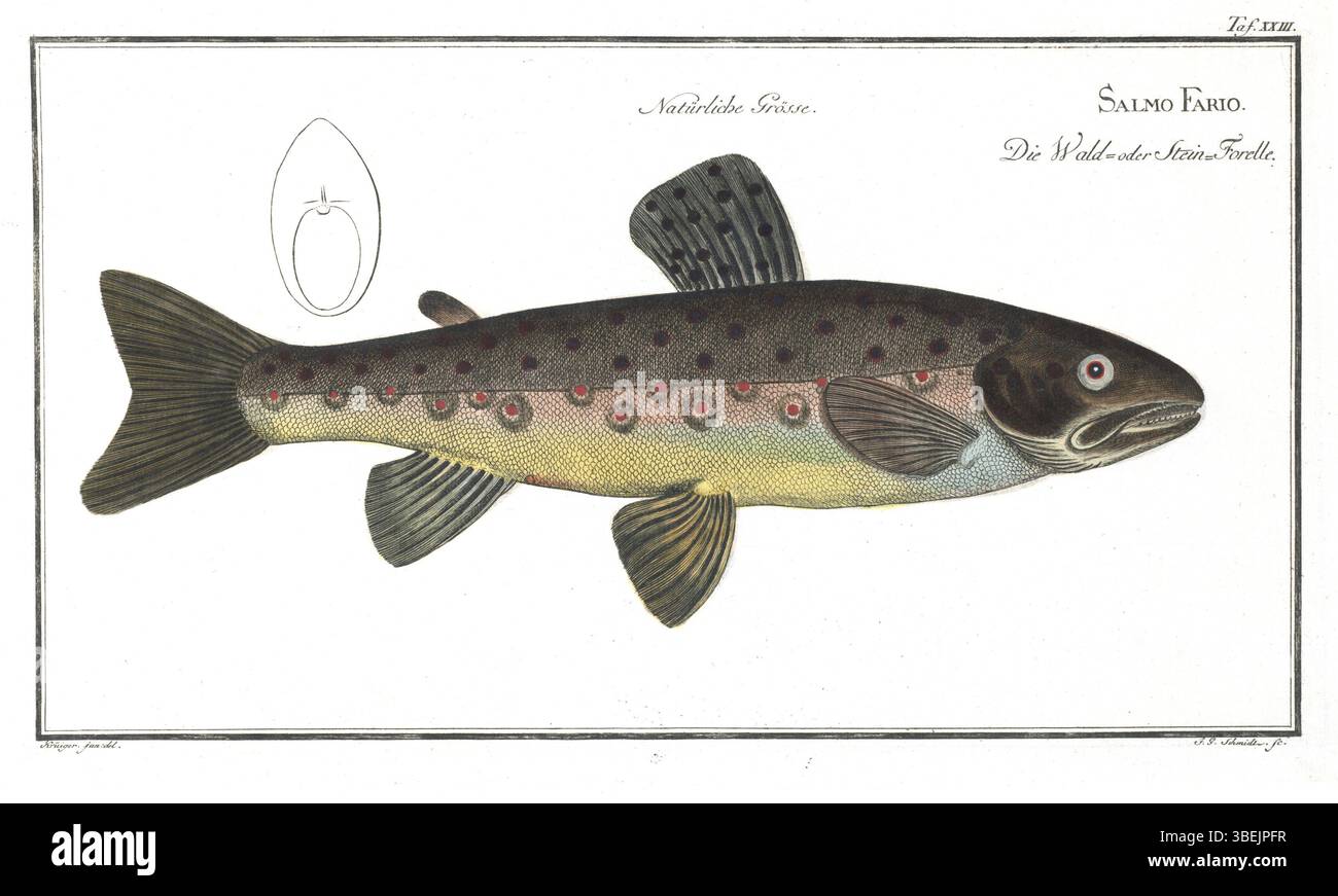 Bloch TAF 23, qui fait partie du travail de Marcus Elieser Bloch en 1784, représente une autre section des diverses espèces marines étudiées et documentées par Bloch. L'œuvre d'art est importante pour comprendre la variété de la vie marine et son importance écologique. Banque D'Images