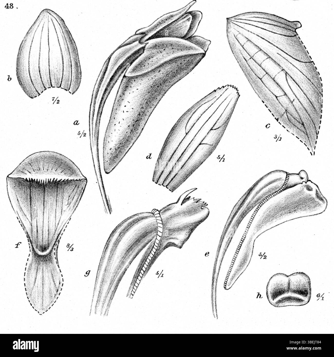 Cette illustration de Johannes Jacobus Smith, de 1913, montre l'orchidée *Dendrobium aristiferum* de Nouvelle-Guinée, présentée dans la série *Nouvelle-Guinée*, planche 16. Banque D'Images